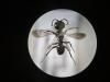 Miscophus ater